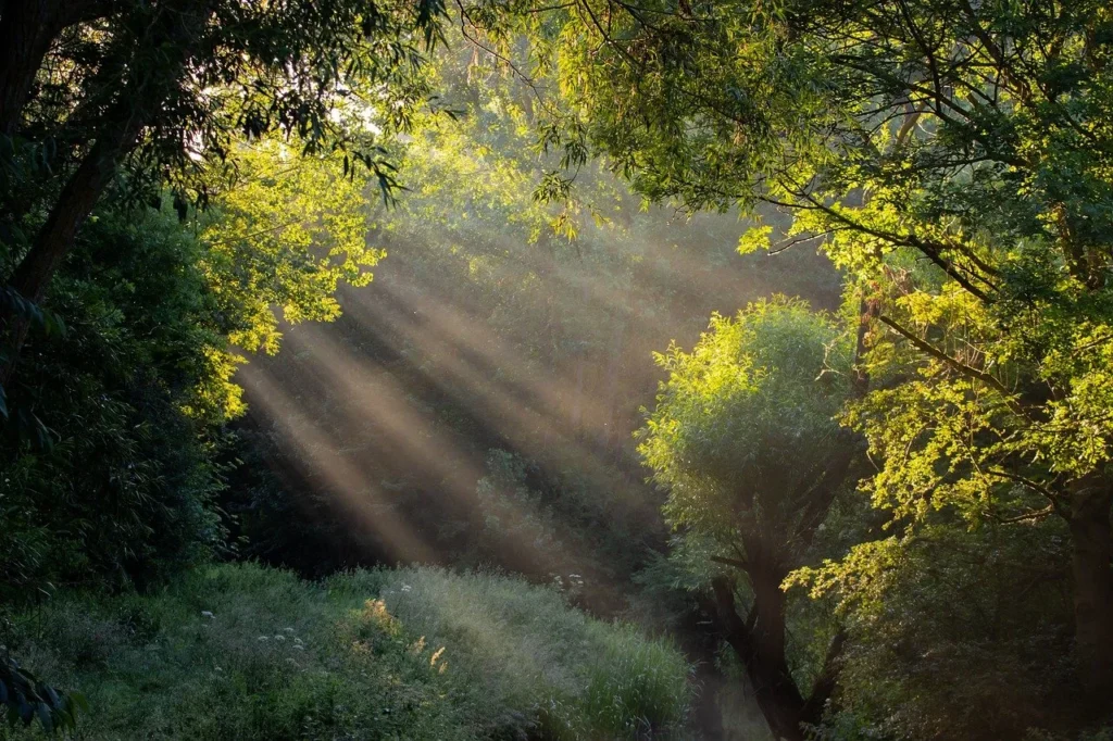 nature